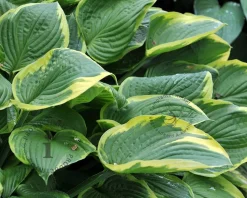 Hosta fortunei 'Aureomarginata'