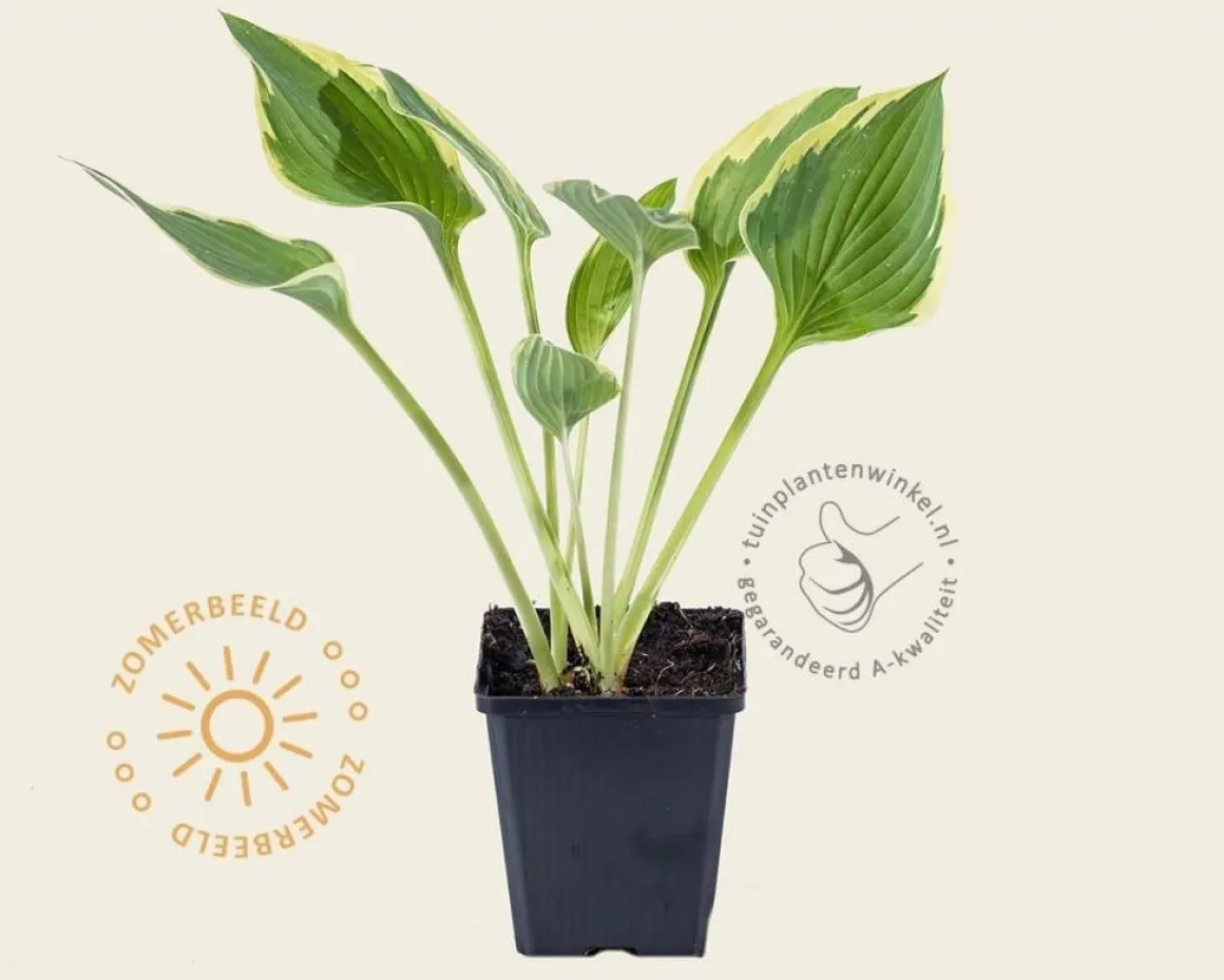 Hosta fortunei 'Aureomarginata'