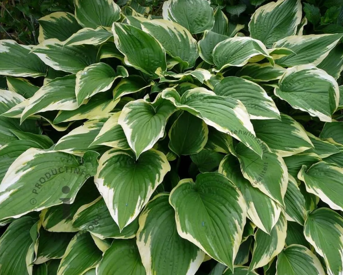 Hosta fortunei 'Aureomarginata'