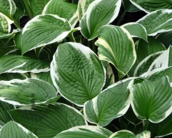 Hosta fortunei 'Francee'