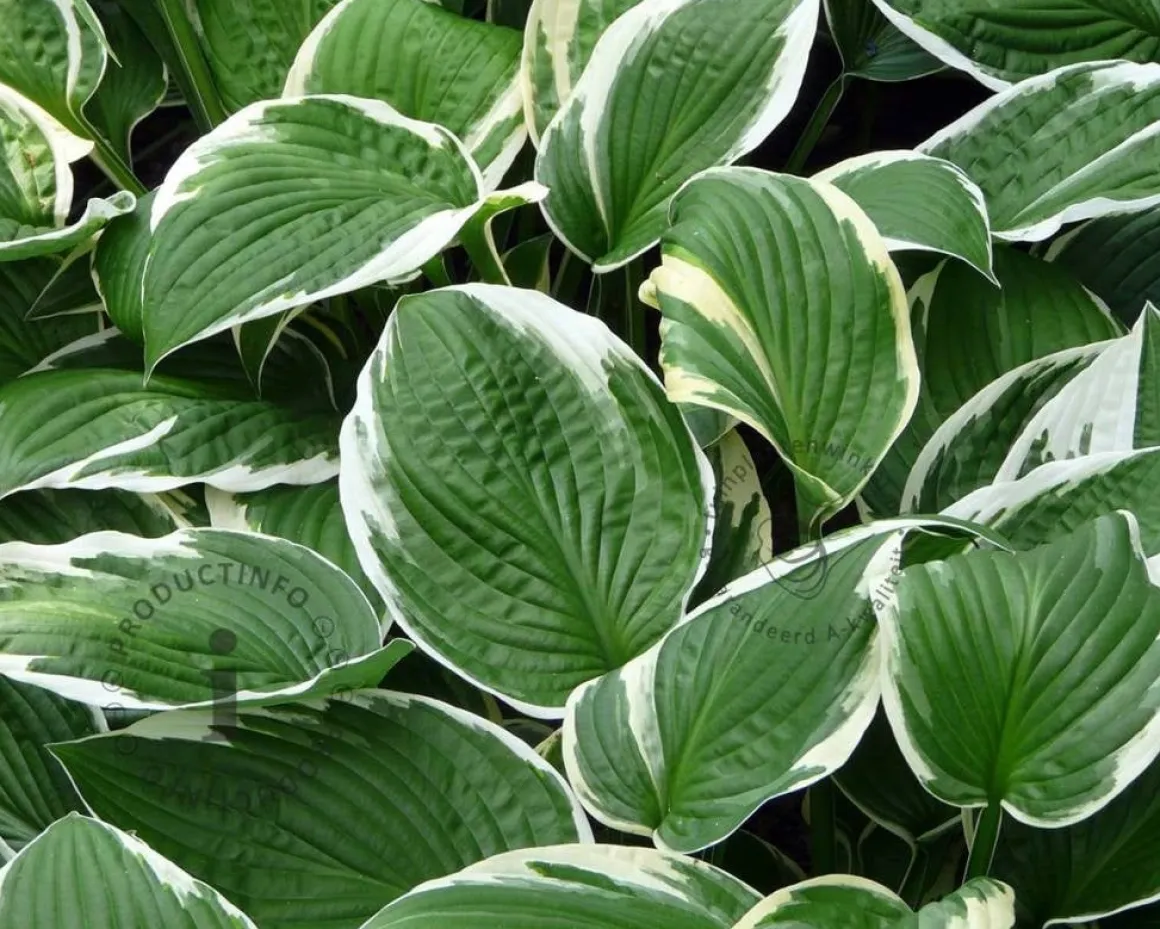 Hosta fortunei 'Francee'
