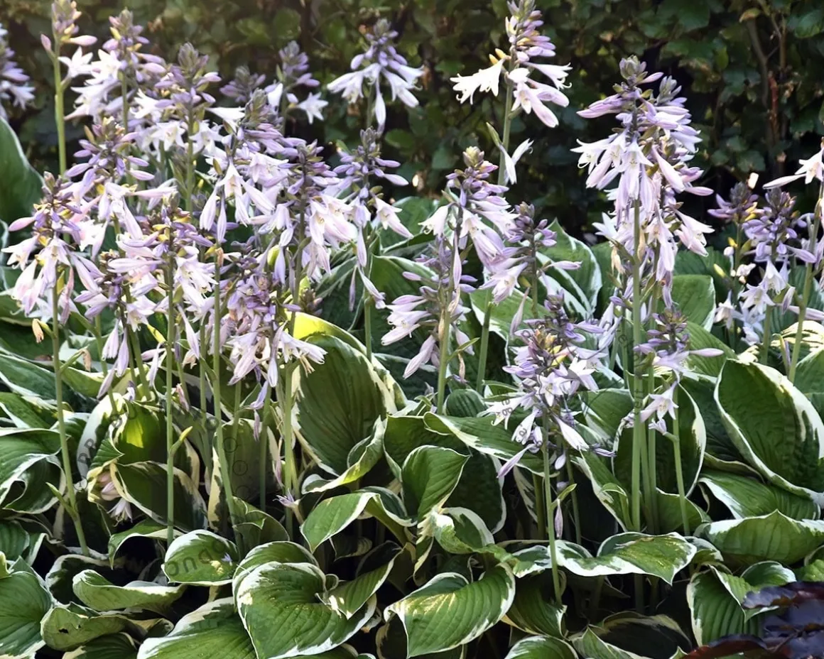 Hosta fortunei 'Francee'