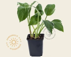 Hosta fortunei 'Francee'