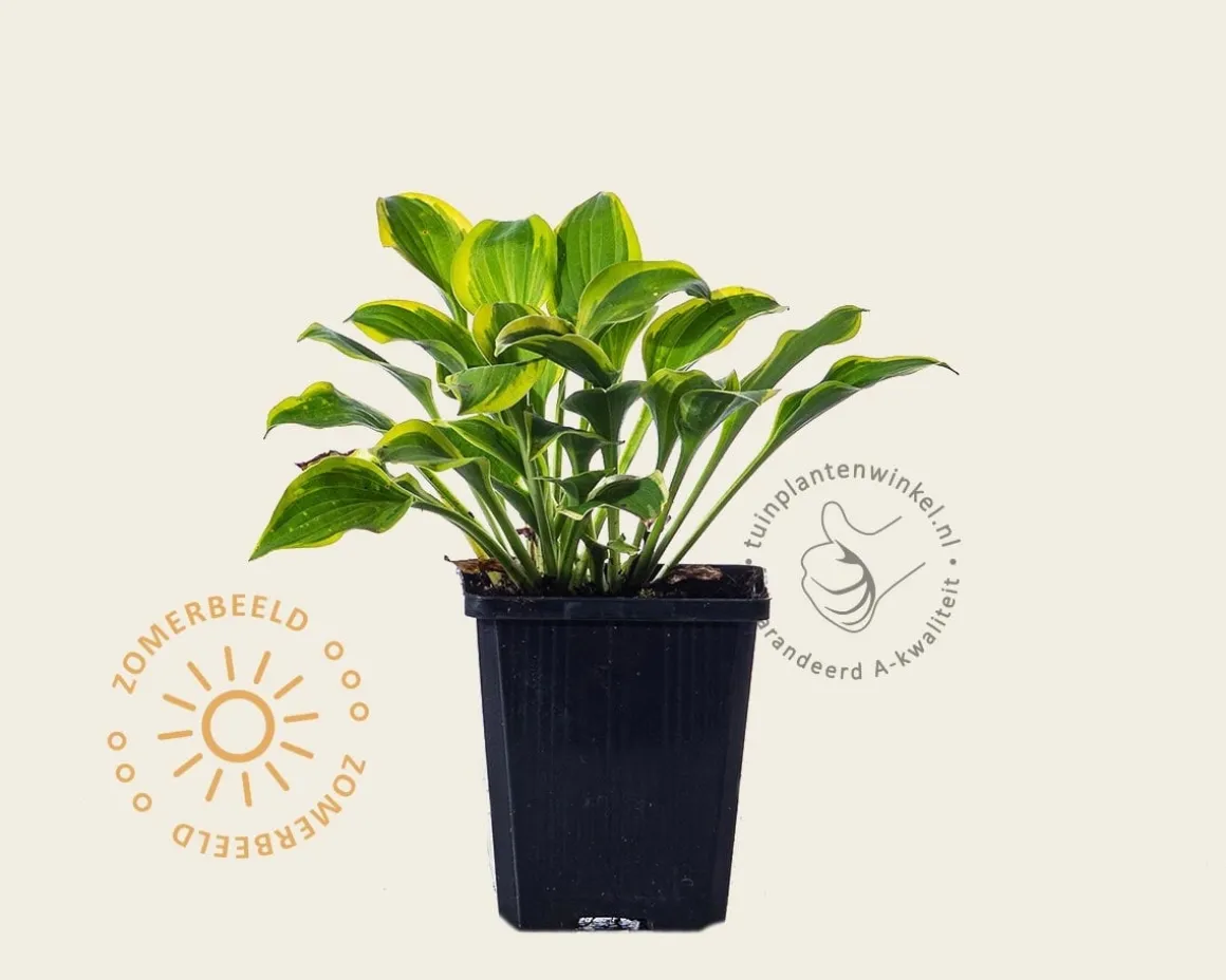 Hosta 'Golden Tiara'