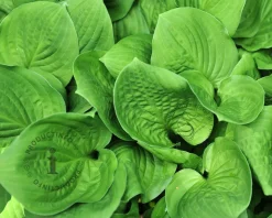 Hosta 'Honeybells'