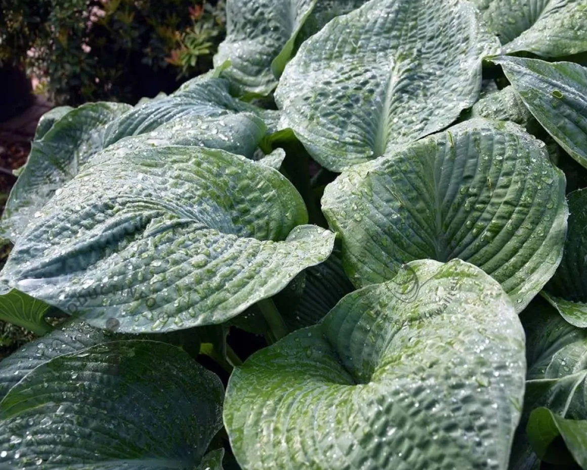 Hosta sieboldiana 'Elegans'