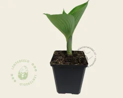 Hosta sieboldiana 'Elegans'
