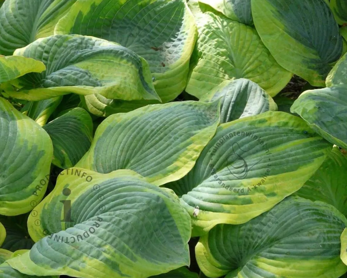 Hosta sieboldiana 'Frances Williams'