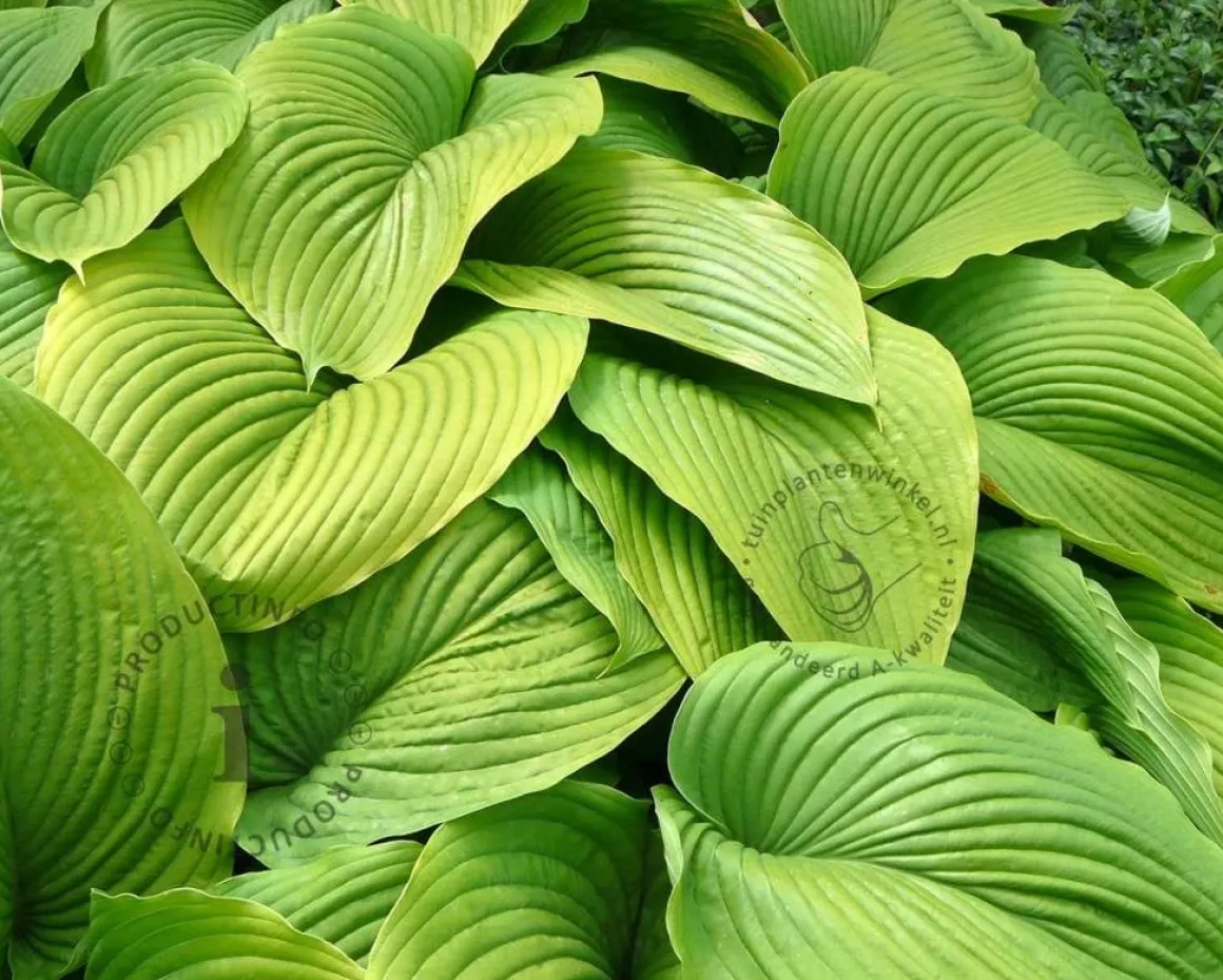 Hosta 'Sum and Substance'