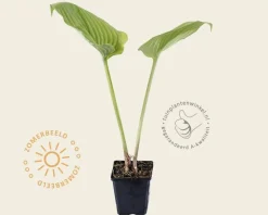 Hosta 'Sum and Substance'