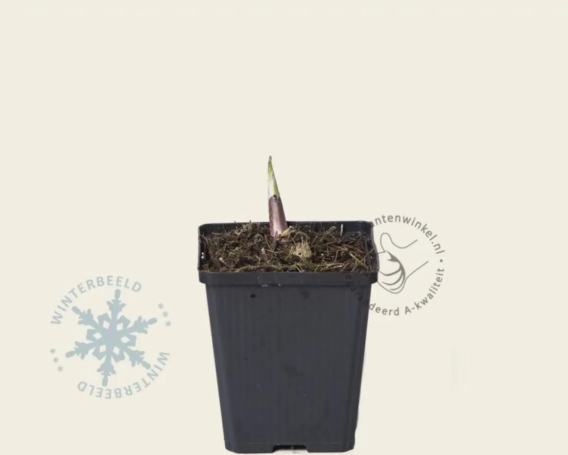 Hosta 'Sum and Substance'