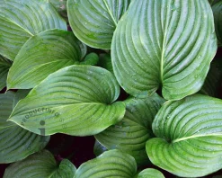 Hosta tardiana 'Devon Green'