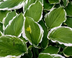 Hosta undulata 'Albomarginata'