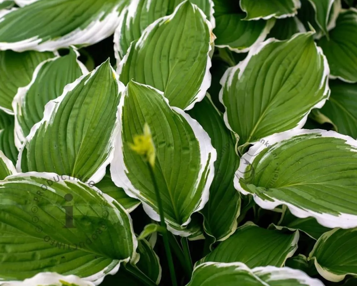 Hosta undulata 'Albomarginata'