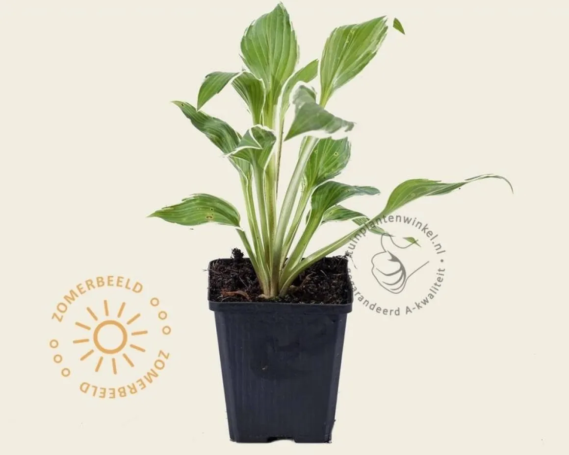 Hosta undulata 'Albomarginata'