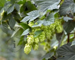 Humulus lupulus 'Nordbrau'