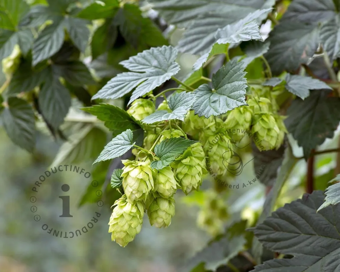 Humulus lupulus 'Nordbrau'