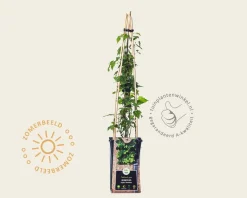 Humulus lupulus 'Nordbrau'