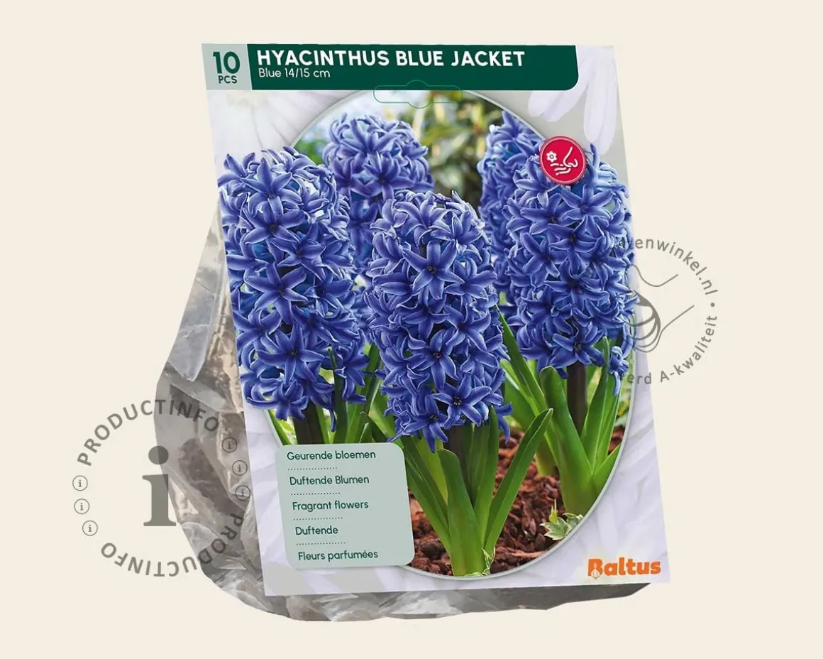 Hyacinthus 'Blue Jacket'
