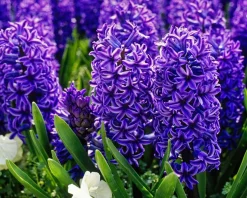 Hyacinthus 'Blue Jacket'