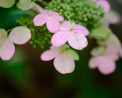 Hydrangea anomala glabra 'Crug Coral' - XL