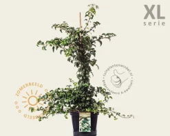 Hydrangea anomala petiolaris - XL