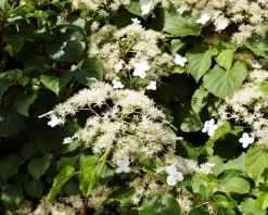 Hydrangea anomala petiolaris - XL