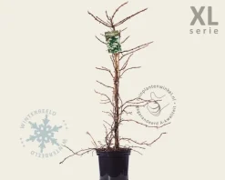Hydrangea anomala petiolaris - XL