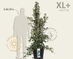 Hydrangea anomala petiolaris - XL+
