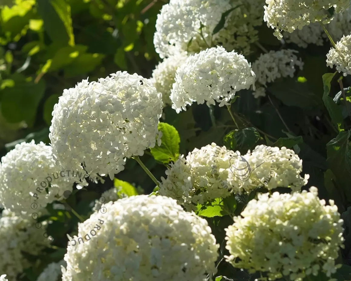 Hydrangea arborescens 'Annabelle' - XL