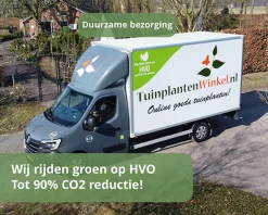 Hydrangea arborescens 'Invincibelle' - XL
