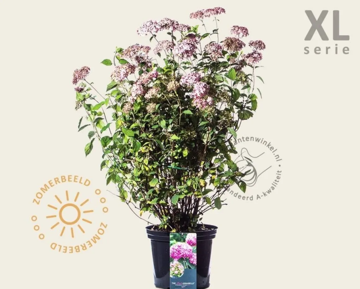 Hydrangea arborescens 'Invincibelle' - XL