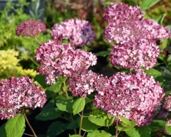 Hydrangea arborescens 'Invincibelle' (Pink Annabelle)