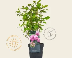 Hydrangea arborescens 'Invincibelle' (Pink Annabelle)