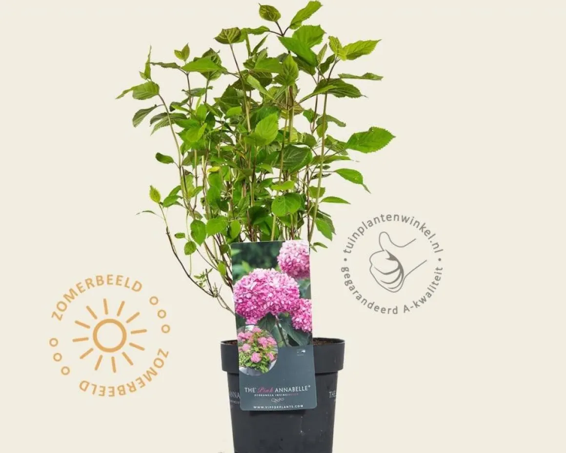 Hydrangea arborescens 'Invincibelle' (Pink Annabelle)