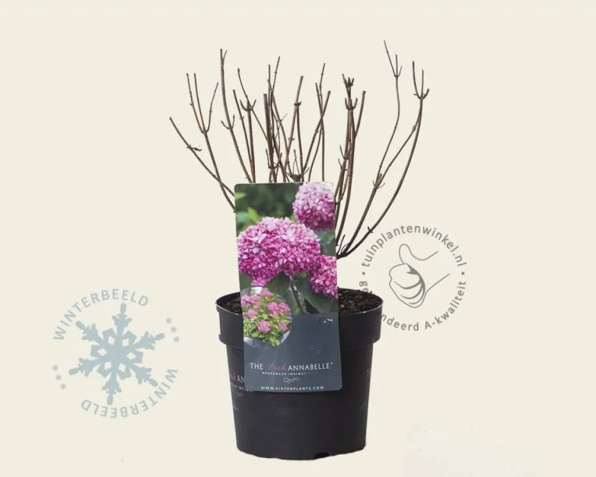 Hydrangea arborescens 'Invincibelle' (Pink Annabelle)