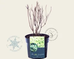 Hydrangea arborescens 'Lime Rickey'