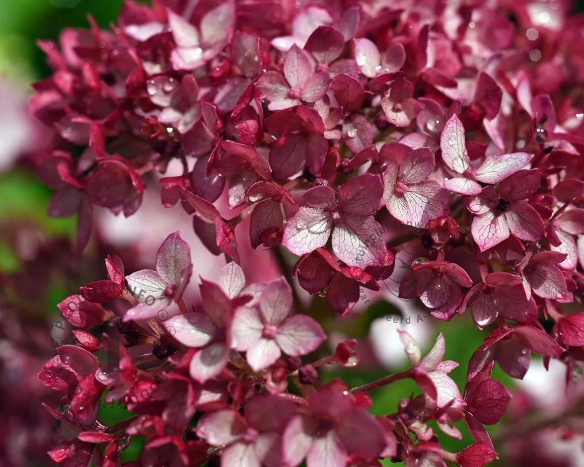 Hydrangea arborescens 'Ruby Annabelle' - XL