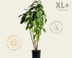 Hydrangea aspera 'Macrophylla' - XL+