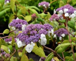 Hydrangea aspera 'Macrophylla'
