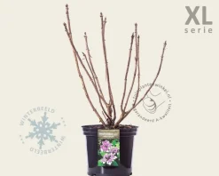 Hydrangea aspera 'Macrophylla' - XL