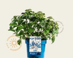 Hydrangea macr. 'Endless Summer - Pop Star Blue'