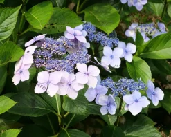 Hydrangea macr. 'Endless Summer - Pop Star Blue'