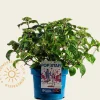 Hydrangea macr. 'Endless Summer - Pop Star Pink'