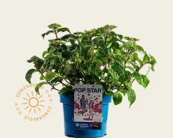 Hydrangea macr. 'Endless Summer - Pop Star Pink'