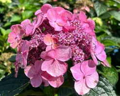Hydrangea macr. 'Endless Summer - Pop Star Pink'