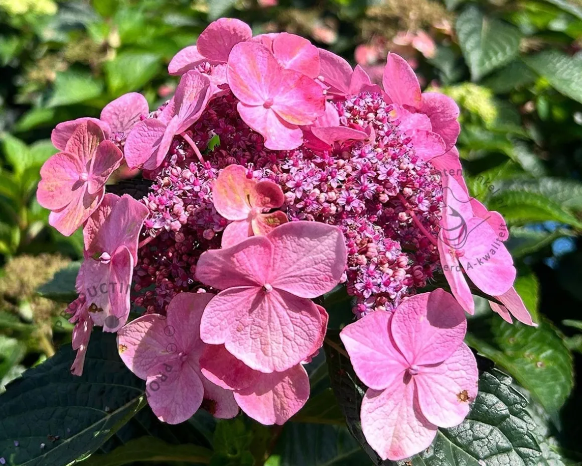 Hydrangea macr. 'Endless Summer - Pop Star Pink'