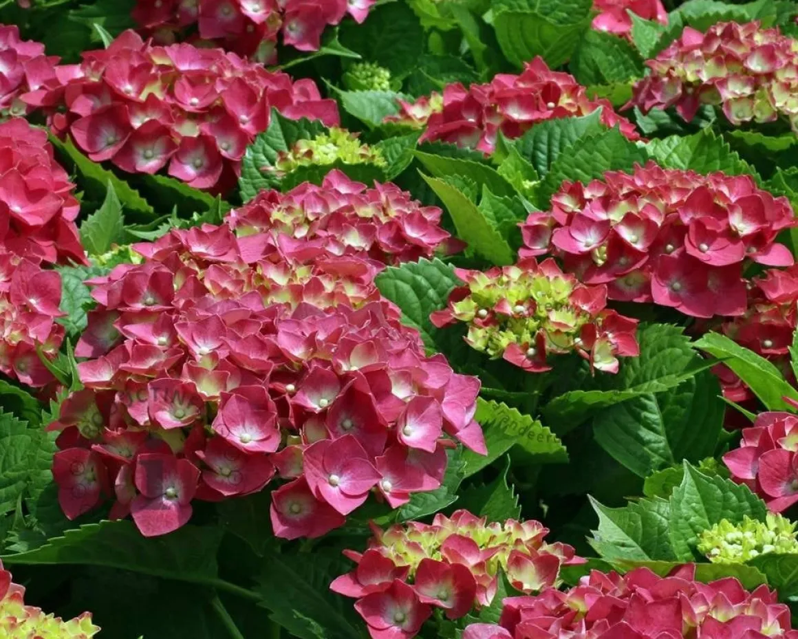 Hydrangea macrophylla 'Alpengluhen'