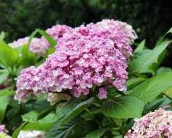 Hydrangea macrophylla 'Ayesha'