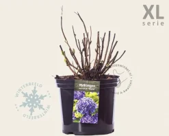 Hydrangea macrophylla 'Blauw' - XL